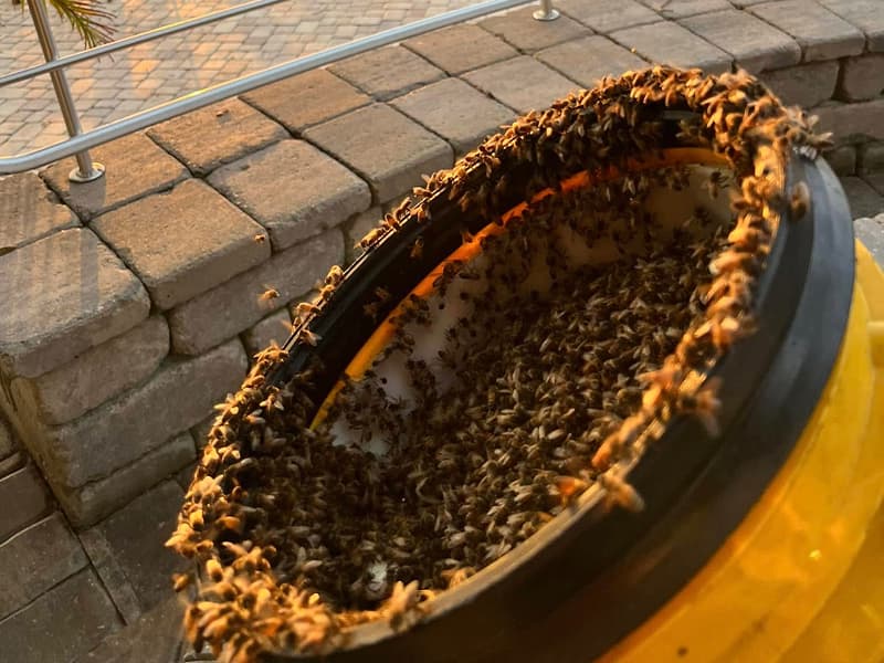 An established honey bee hive with comb inside a structure