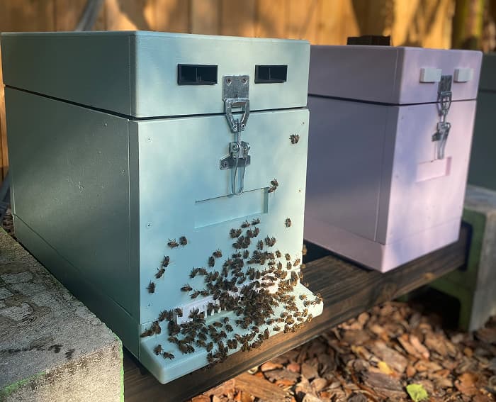 Bee Houses for Carpenter Bees Guide