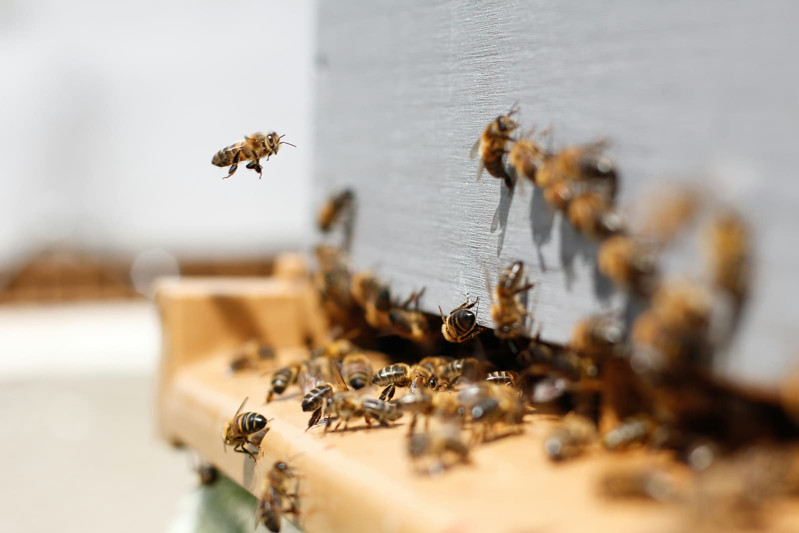 Beekeeper inspecting a nucleus colony