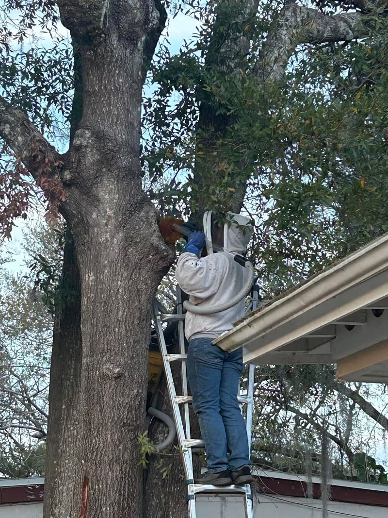 Bee Removal