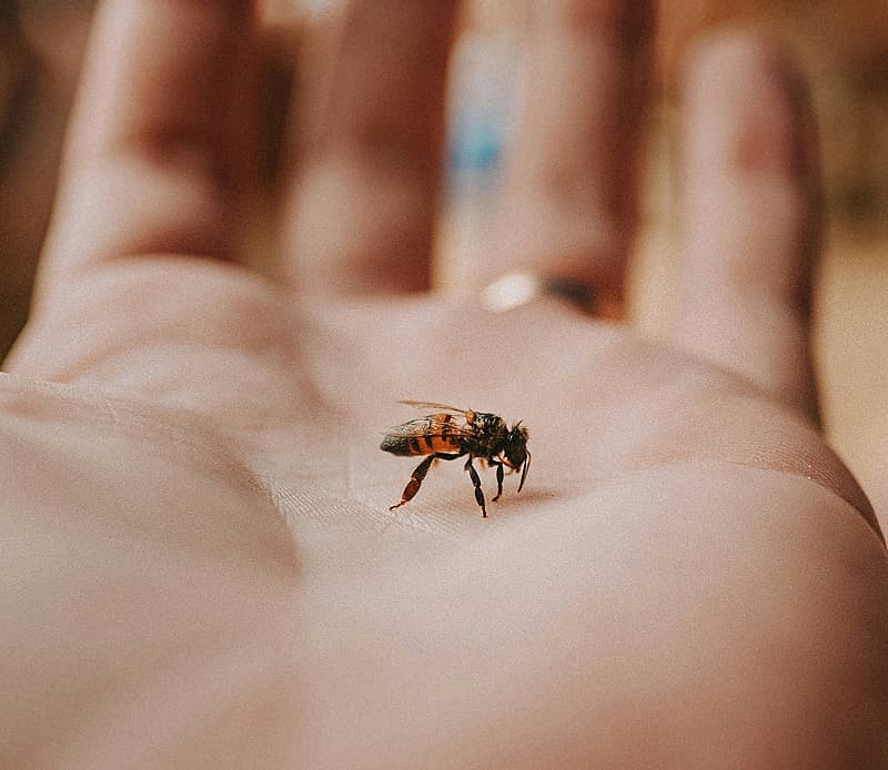 Single Bee Shot