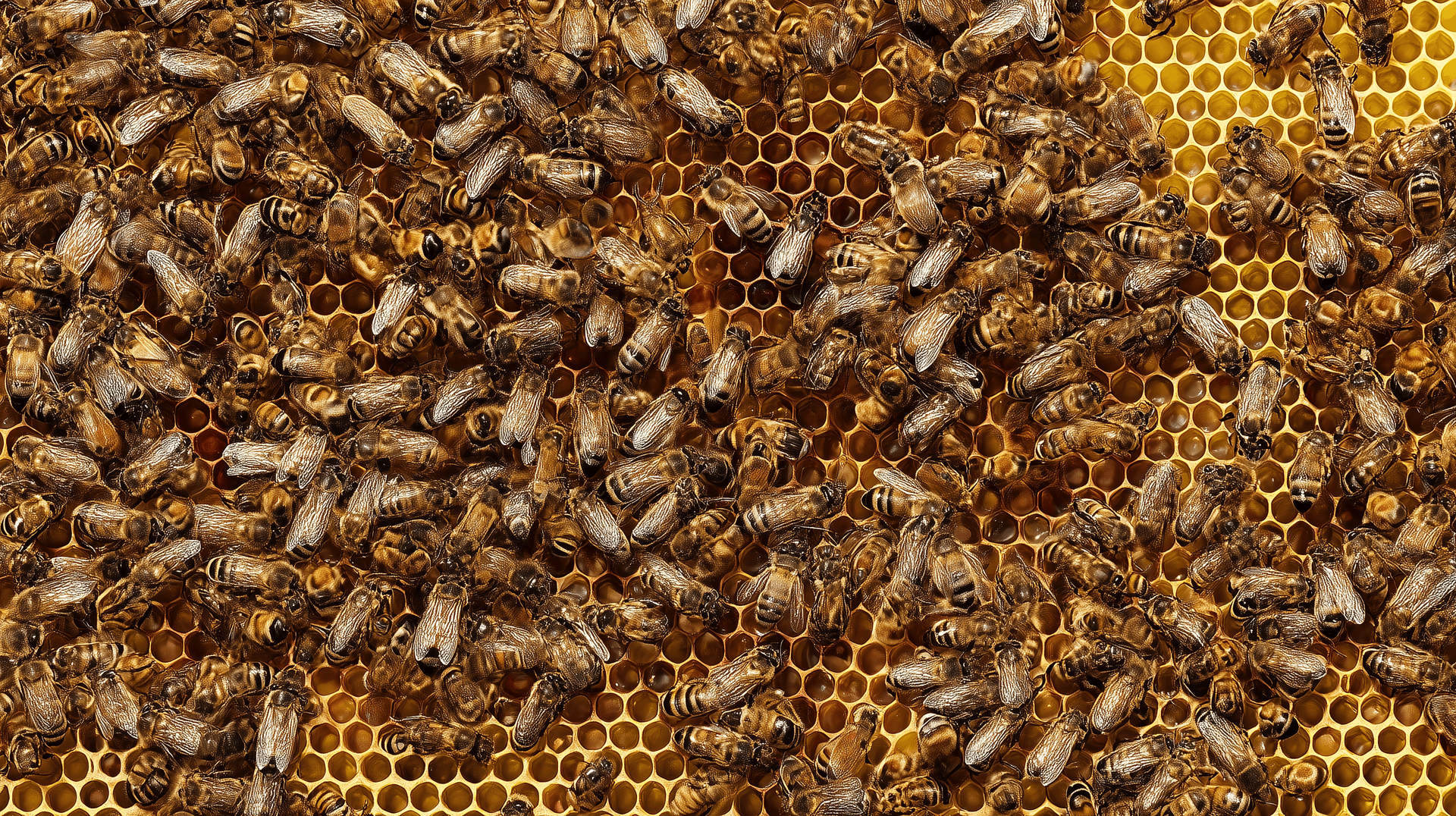 Bees in House? Safe Removal & Relocation