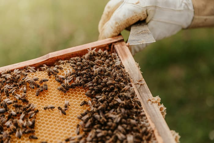 Carniolan Honey Bee