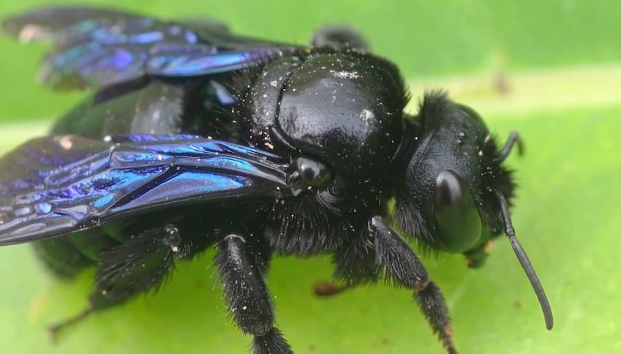 Get Rid of Carpenter Bees Safely
