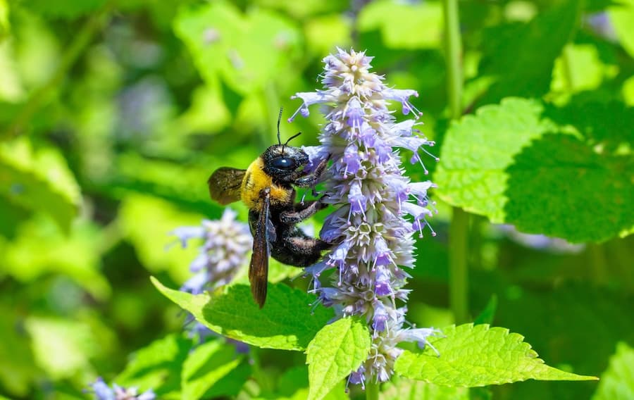 Natural Citrus Carpenter Bee Repellent
