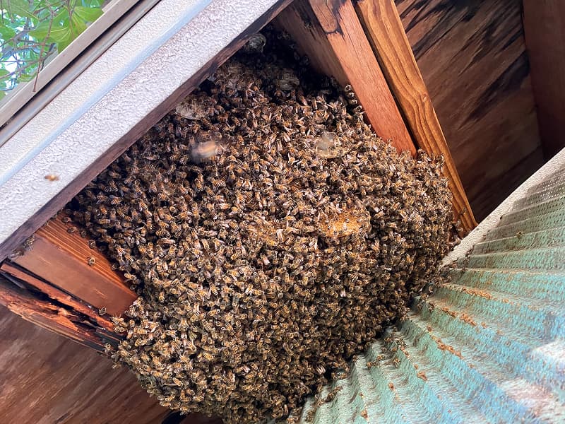 Florida Bugs That Sting: Full Guide