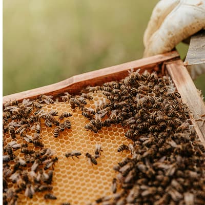 Hive Construction Workshop