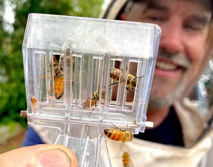 Italian Honey Bee