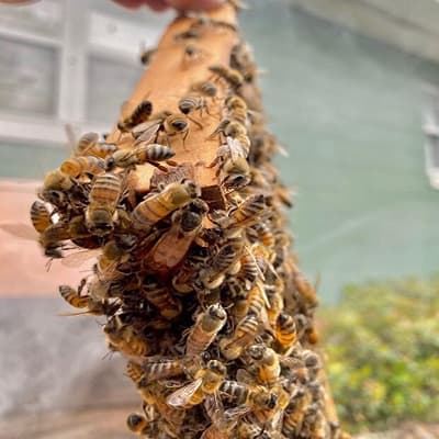 Pest Management Workshop