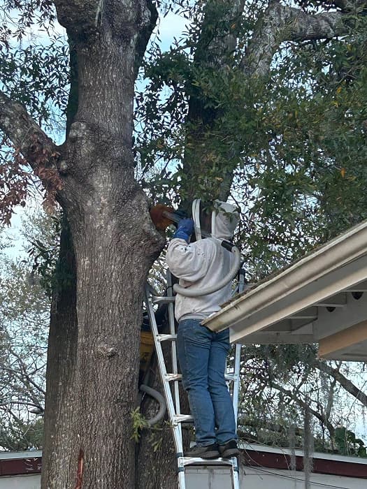 Removing bee hive from residential home wall