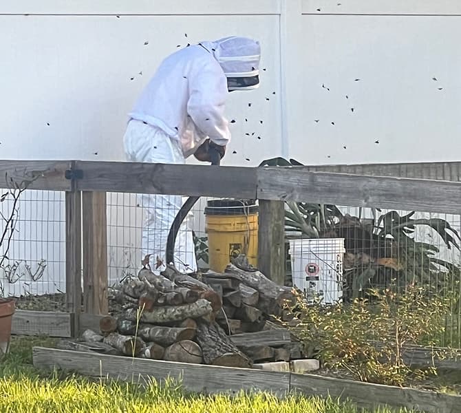 Transferring bees to new hive box
