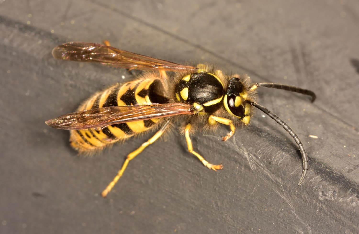 Florida Yellow Jacket Identification